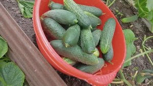 ЧТО У НАС РАСТЕТ НА ДАЧЕ В ПЕРВОЙ ДЕКАДЕ ИЮЛЯ? ОБРЕЗАЕМ ОГУРЦЫ В ИЮЛЕ ☝☝☝ СОБИРАЕМ УРОЖАЙ  😍