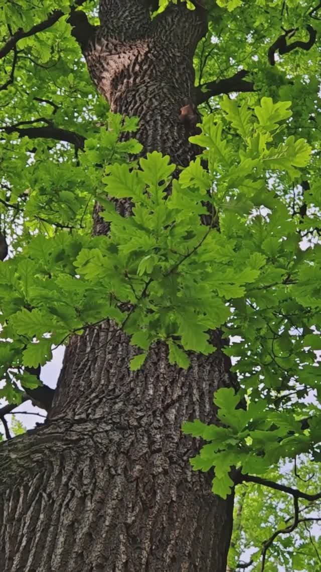 #белочка на дубе #животные #белки  #природа #доброе #добро #добрыйблог #антистресс #релакс #добро