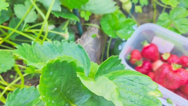 Собираю клубнику сорт Азия, принимаю заказ на саженцы. смотреть онлайн