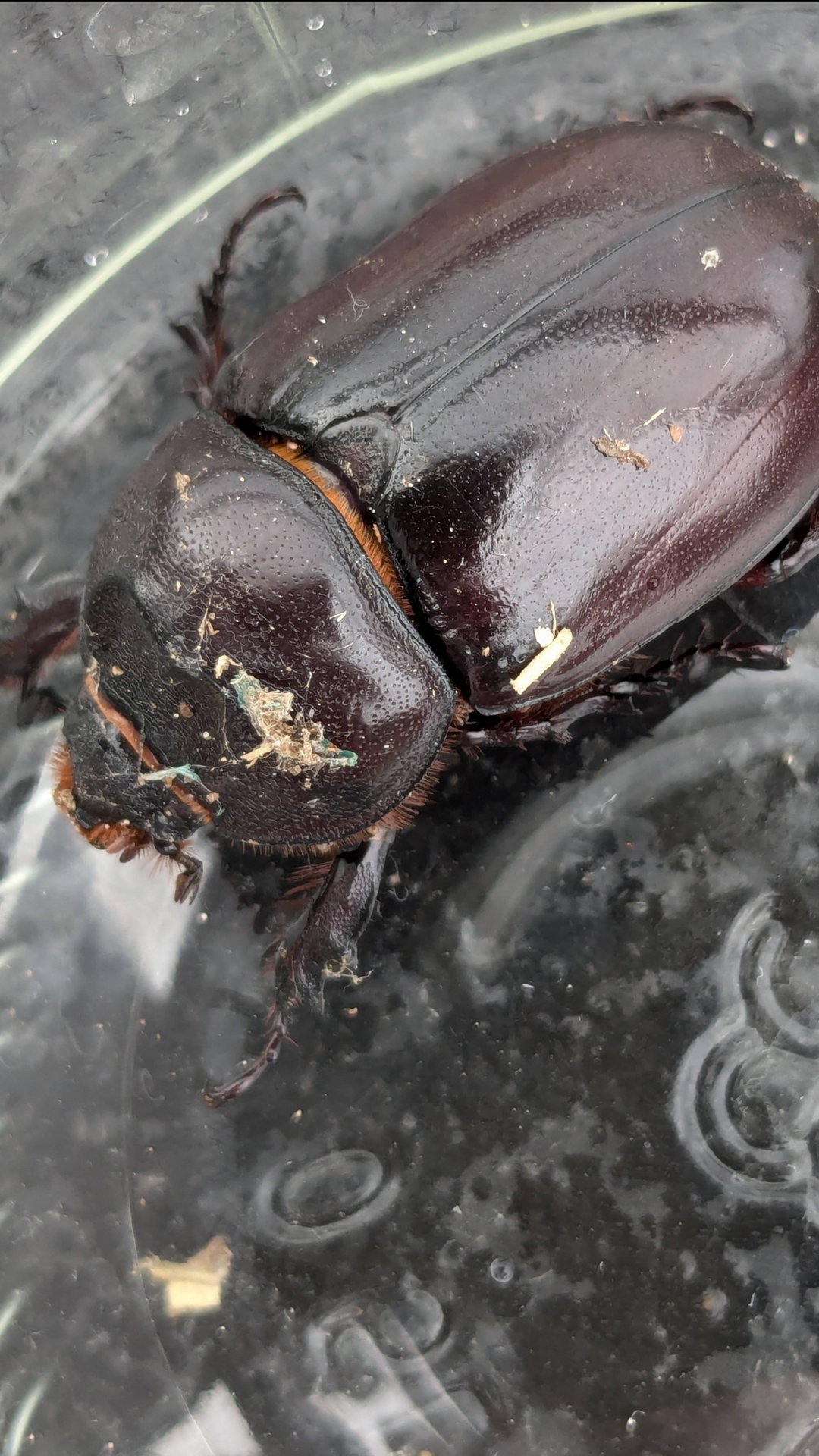 Что за жук? смотреть онлайн