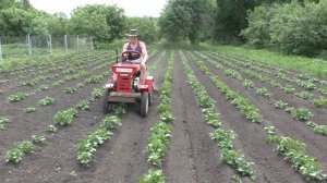 Окучивание картофеля и чуток про огород 2025г.