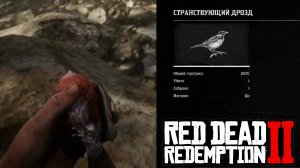 Где найти Странствующий Дрозд в Red Dead Redemption 2