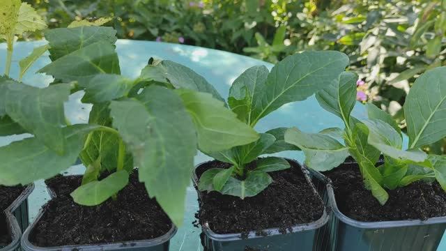 Обзор гортензий  и хост полученных от частного продавца с Авито.