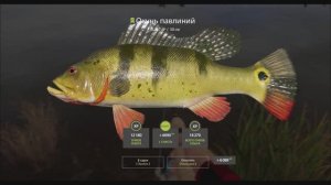 Павлиний Окунь в игре Русская Рыбалка 4, места ловли координаты, сборка снастей наживка на что клюет