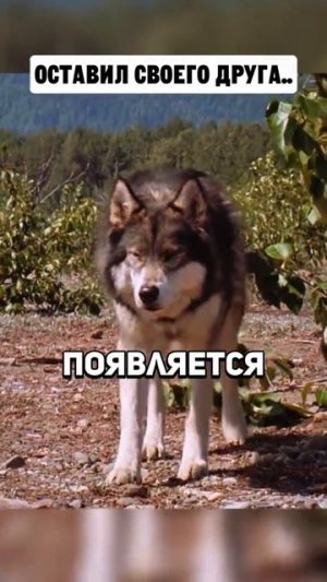 ХОРОШИЙ ФИЛЬМ НА ВЕЧЕР !