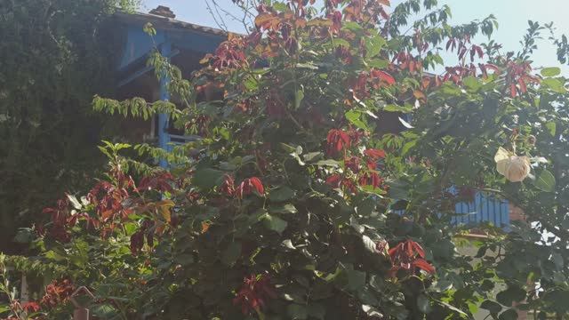 Роза Пьер де Ронсар готова ко второму цветению! смотреть онлайн