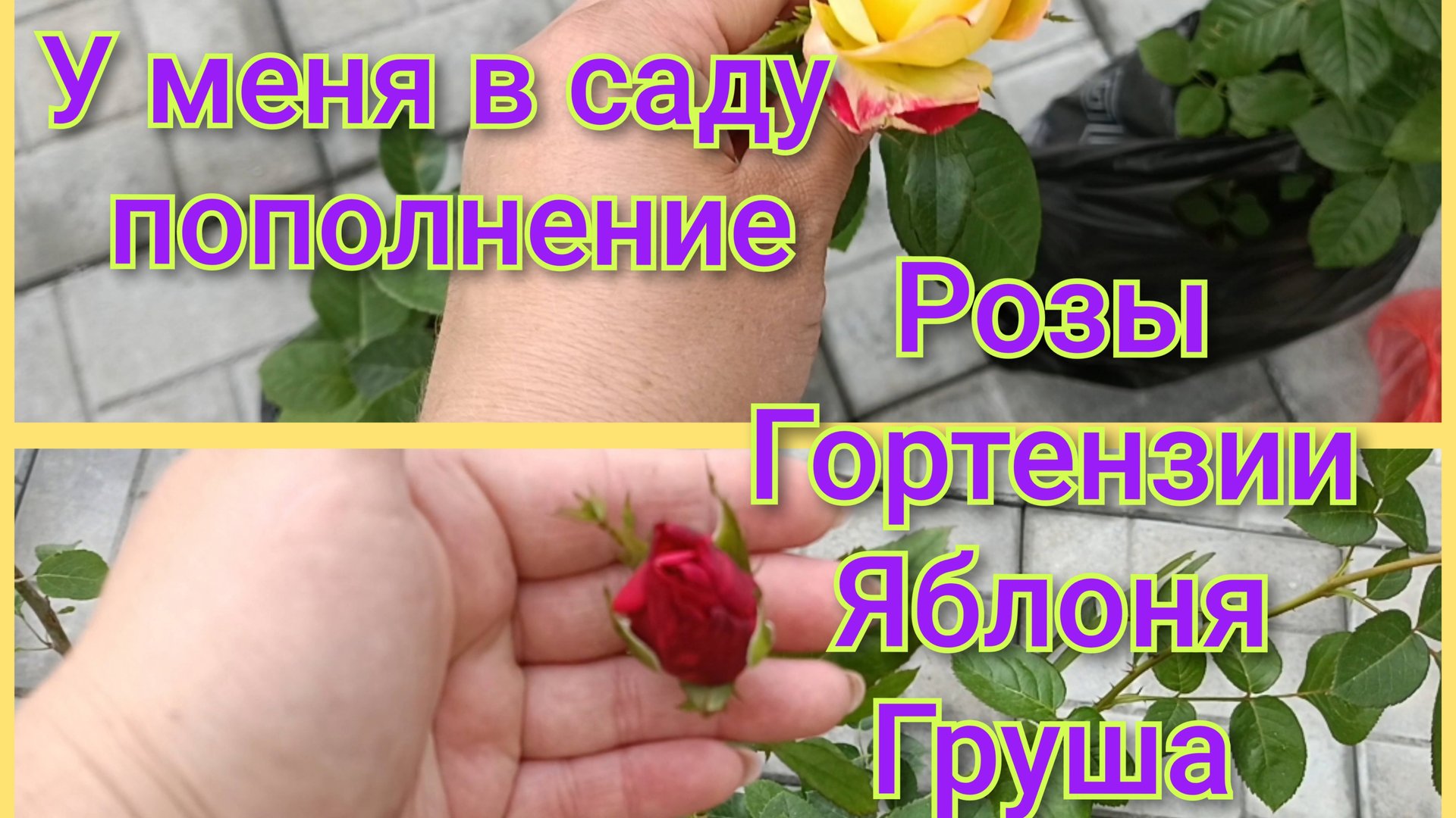 У меня сегодня розы/Гортензии/Яблоня/Груша смотреть онлайн