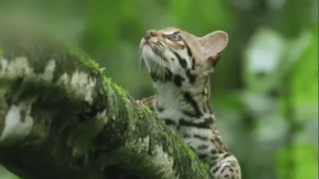 Маргай. Дикие кошки. Охота. Документальный фильм