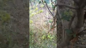 Обзор садового электро-триммера Оазис для травы, электрокоса 1200 Вт