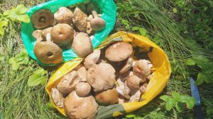 Зачем грибнику нож