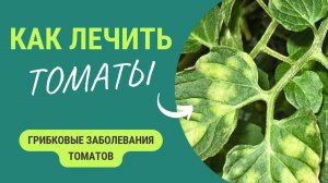 Растения погибают? Показываем, что реально помогает!