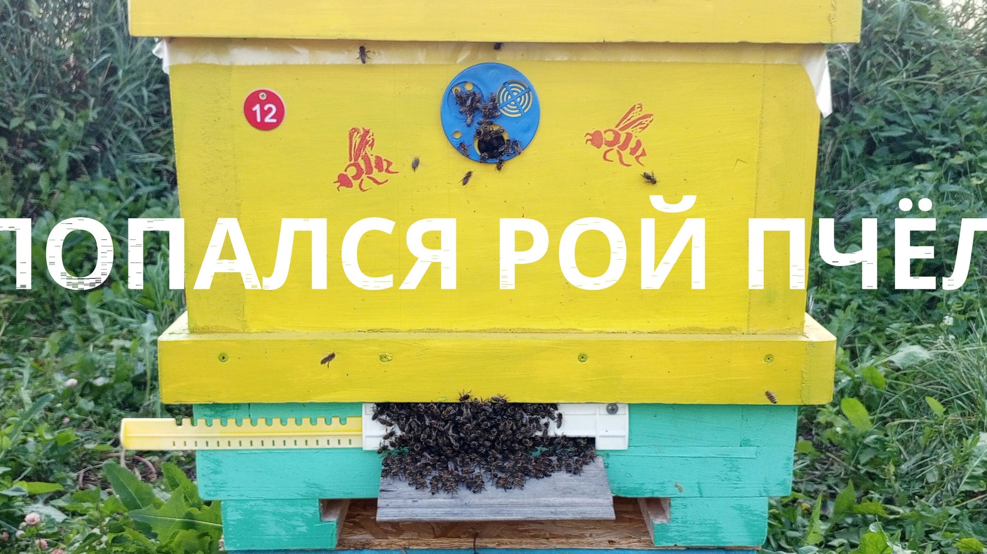 Попался рой пчел 5 июля, работа на пасеке продолжается. смотреть онлайн