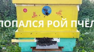 Попался рой пчел 5 июля, работа на пасеке продолжается.