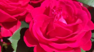 Роза Сувенир д, Эдуард Мобер. (Souvenir d'Edouard Manbert) шраб