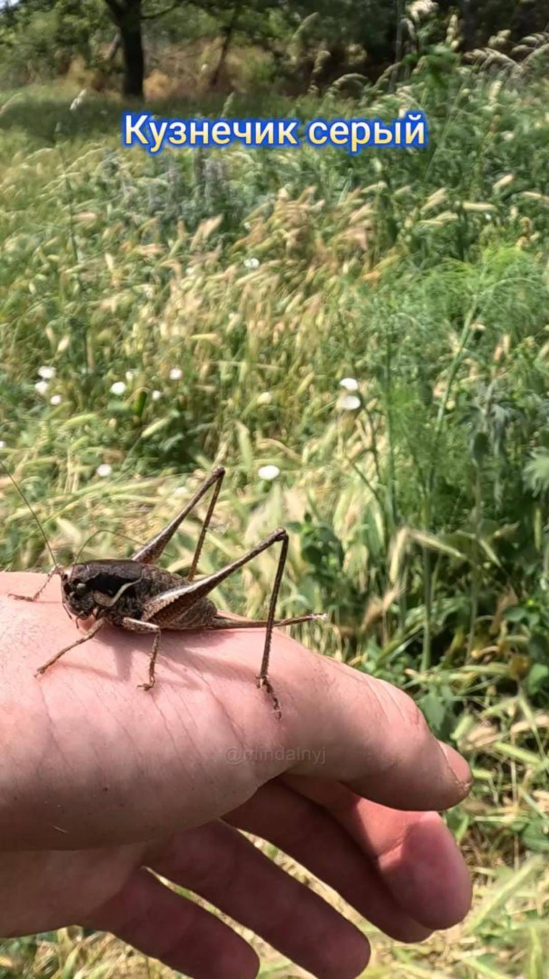 Кузнечик серый