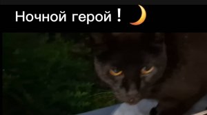 Кот и его ночной подарок: мышка для хозяйки! 🌙