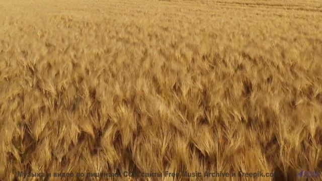 Звуки, которые могут перезагрузить ваш мозг - попробуйте! - Lifeforce 9 -- Mr.ruiZ -- Winter Haze, S