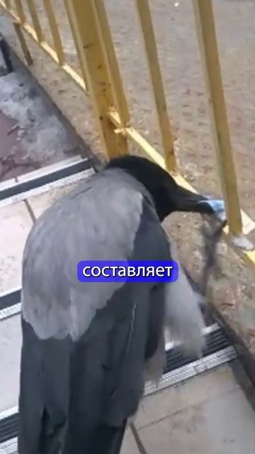 Как победить дефицит учителей?