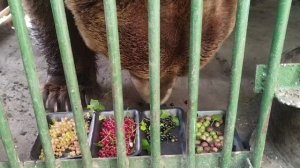 Медведь Мансур и дегустация ягод из собственного сада🐻🫐🍈🍓