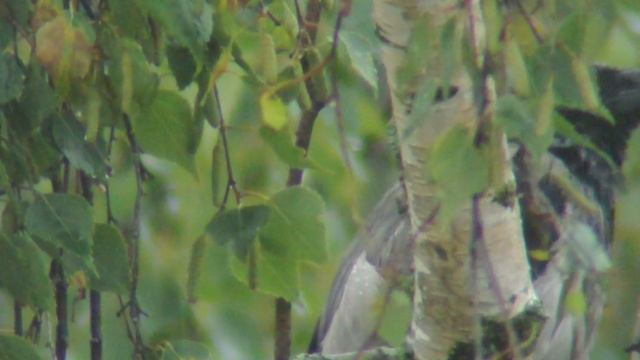 DSC_1957 смотреть онлайн