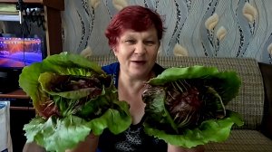 Посев Хрустящего Салата на осень!!