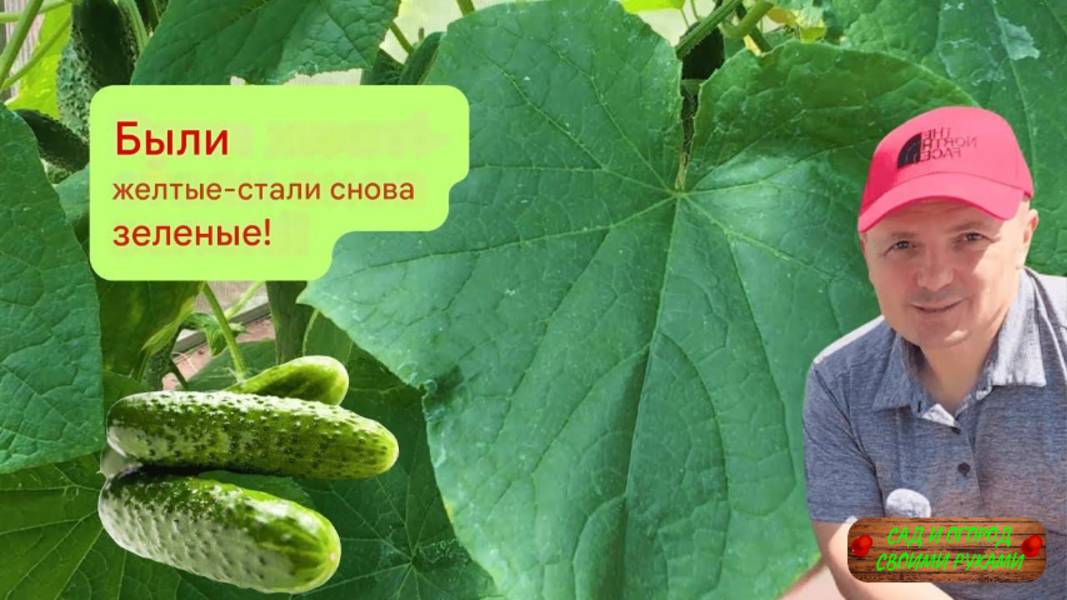 Огурцы снова будут зелеными - проверенный способ за 10 дней!!!!!