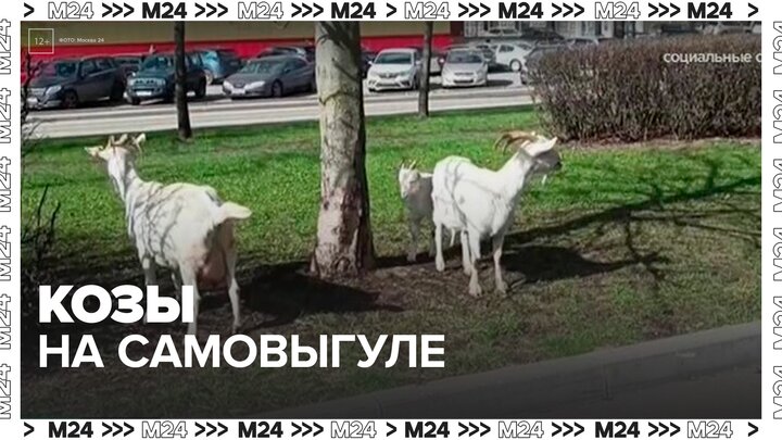Коз заметили на самовыгуле во дворе жилого дома в НАО - Москва 24 смотреть онлайн