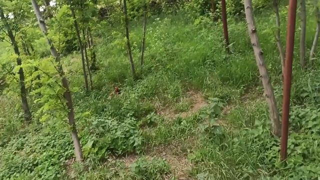 3-5 июля 2025 г. Три очень насыщенных дня) смотреть онлайн