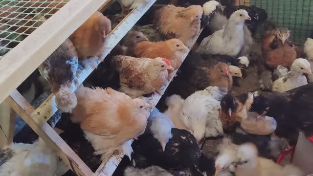 Мешанка для кур. Голубые яйца перепелов, цыплят пора переселять, растут! смотреть онлайн