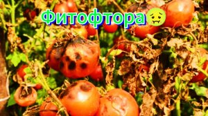 Фитофтора. Что делать, как лечить.