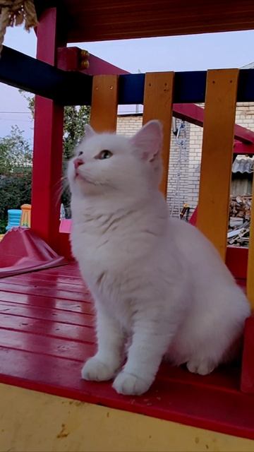 Кошка на детской горке. #кот #шорты 4k смотреть онлайн