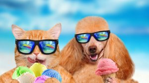 СМЕШНЫЕ ВИДЕОПРИКОЛЫ |Смешные видео с животными | Я РЖАЛ ДО СЛЕЗ|ПОДБОРКА ПРИКОЛОВ С ЖИВОТНЫМИ