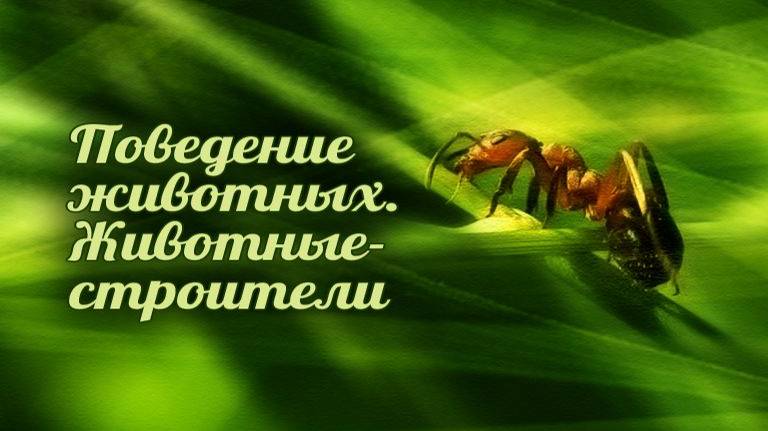 Животные-строители # 2.4. Постройки термитов смотреть онлайн