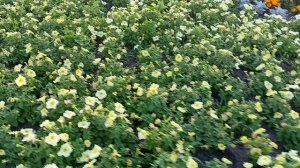 Цветочки в парке Солнечный , Таловая 06-07-2025