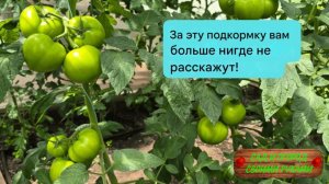 Схема подкормки томатов калий-кальций на хороший налив плода!!!