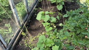 У нас апокалипсис с каждым днем жарче и мошка не дает глаза открыть