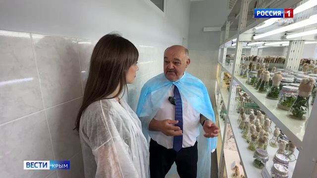 Крымские селекционеры выведут новый сорт лаванды