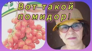 Помидоры в теплице. Лучшие сорта! № 2 🍅