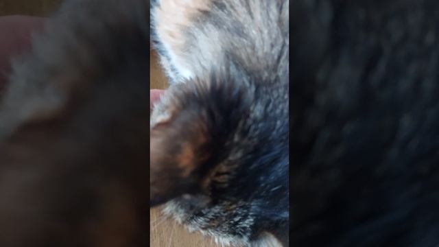 КОШКА ЗАБОЛЕЛА / МЯУРИЦИО / VLOG / 1 СЕРИЯ / 05. 07. 2025 смотреть онлайн