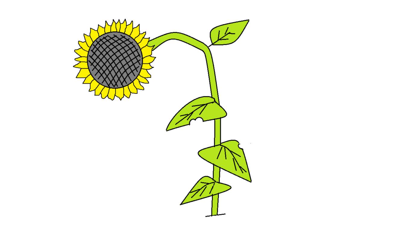Рисуем подсолнух смотреть онлайн
