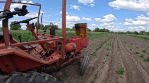 Картошки  не будет? Трактор Т-25 окучивает картофель!