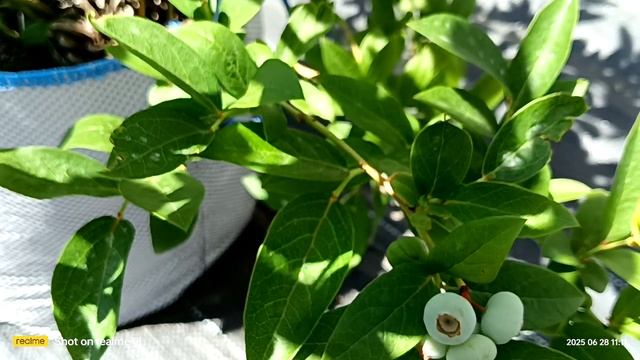 кушаем ягодку 🫐#голубика2025