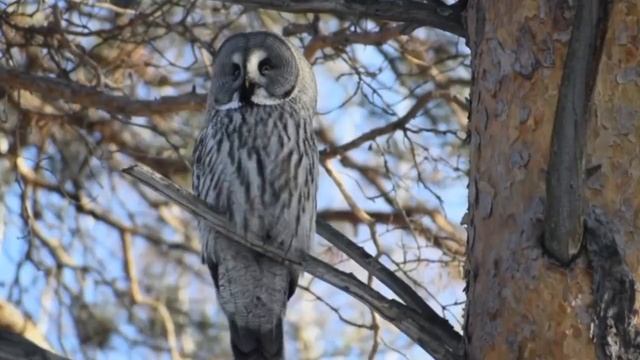 Бородатая неясыть смотреть онлайн