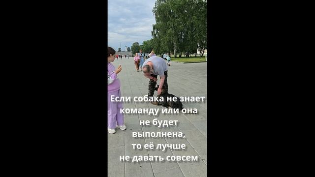 Дрессировка собак в городе. С чего начинать.
