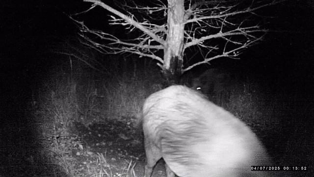 Фотоловушка. Чесалка в роботе смотреть онлайн