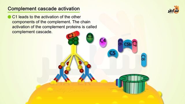 Specific Immune Response