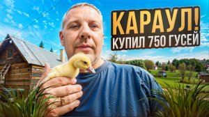 РАССКАЖУ ВСЕ❗❗ Как я начал ГУСИНЫЙ сезон и купил 750 гусят—цены и всё о ЛИНДЕ! 🦆🔥 #МоеПодворье
