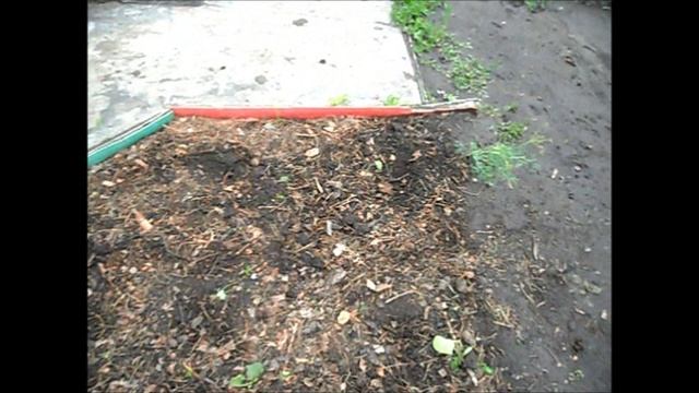 Как сею брюкву