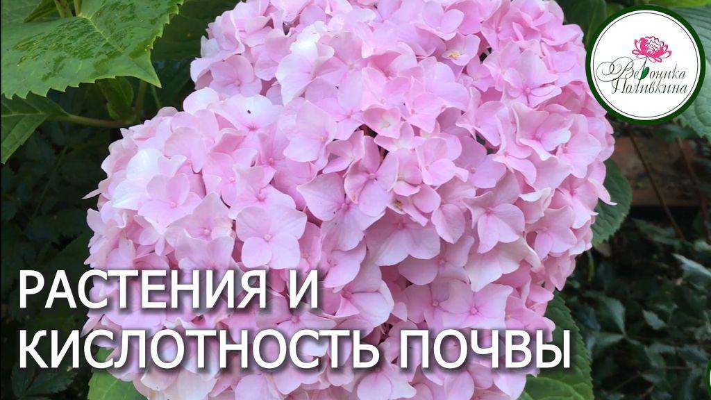 ПРИЧИНЫ ПЛОХОГО РОСТА РАСТЕНИЙ смотреть онлайн