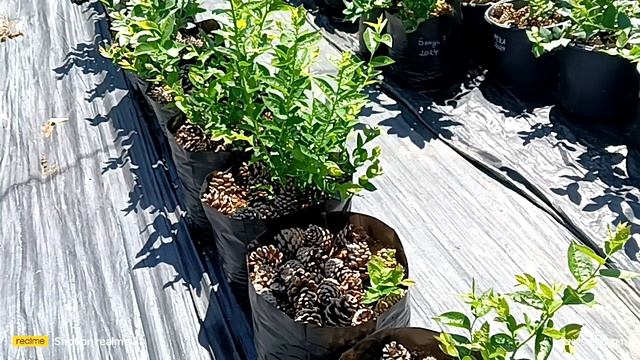 с черенка #голубики в полноценный саженец.